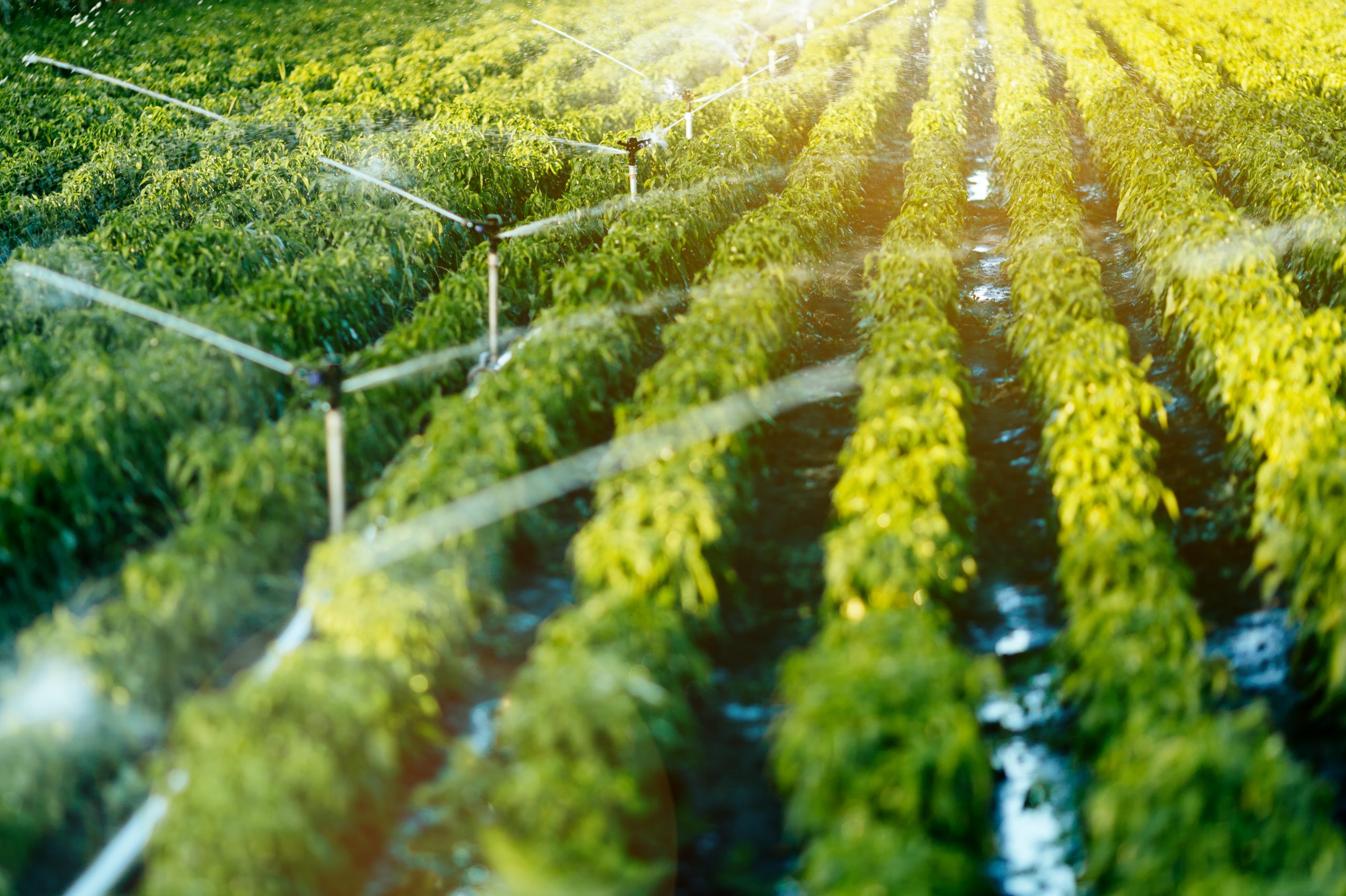 Système irrigation - Agriculture
